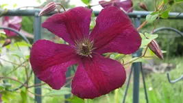 clematis royal velours.webp