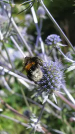distel (2).webp