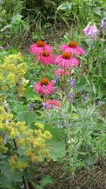 echinacea.webp