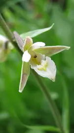 epipactis.webp