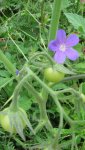 geranium tomate.jpg