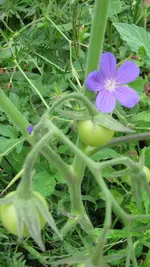 geranium tomate.webp