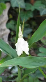 ingwerorchidee.webp