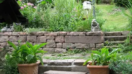 mauerbeet.webp