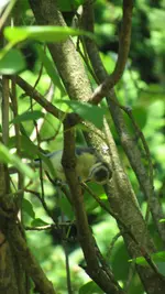 meise (2).webp