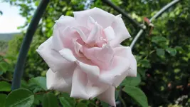 new dawn.webp