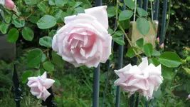 new dawn (3).webp