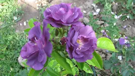 rhapsody in blue.webp