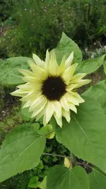 sonnenblume.webp
