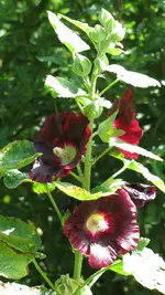 stockrose.webp