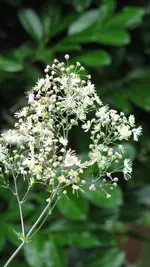thalictrum elin (2).webp