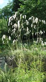 wiesenknopf.webp