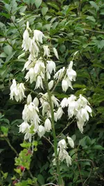 yucca.webp