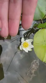 zwergseerose.webp