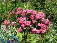 037.webp