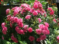038.webp