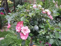 062.webp