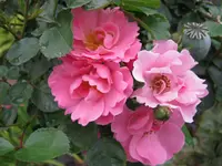 060.webp