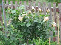 078.webp