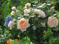 009.webp