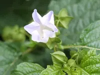 Paprika2.webp