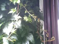 PIC00196.webp