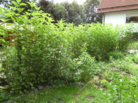 PICT0099.webp