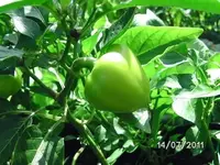 BILD0029.webp