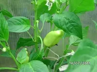 BILD0036.webp