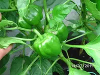 BILD0038.webp