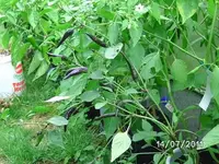 BILD0039.webp