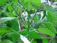 BILD0041.webp