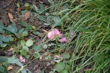 DSC_0246.webp