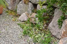 DSC_0251.webp