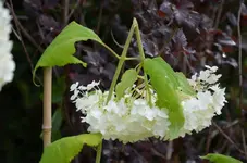 DSC_0266.webp