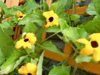 Garten Juli 008.webp
