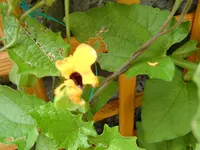Garten Juli 009.webp