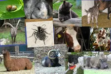 Tiermix.webp