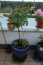 CIMG1400.webp