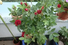 CIMG1401.webp