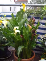 Foto.webp
