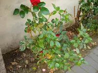 DSC02069.webp