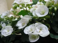 IMG_2080.webp