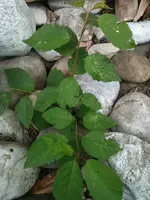 Foto1.webp