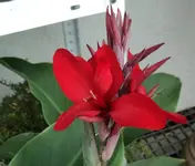 canna rot1.webp