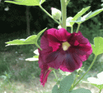 stockrose_141.gif