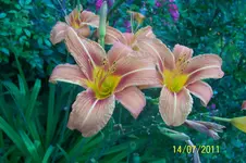 100_2912.webp
