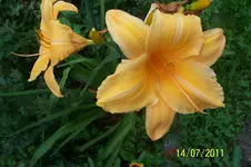 100_2914.webp