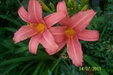100_2915.webp