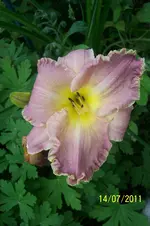 100_2916.webp